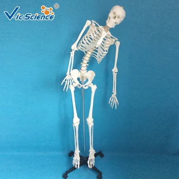 100% прямая фабричная модель скелета человека 180 см в натуральную величину