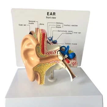 Медицинское образование Продвинутая Пластиковая анатомическая модель Модель органа слуха Модель уха