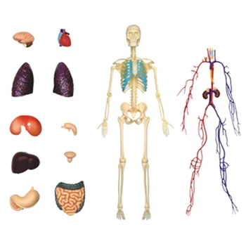 НОВИНКА-Модель человеческого тела с Торсом, Образовательная Модель внутренних органов Для обучения студентов, Прозрачная Модель сборки